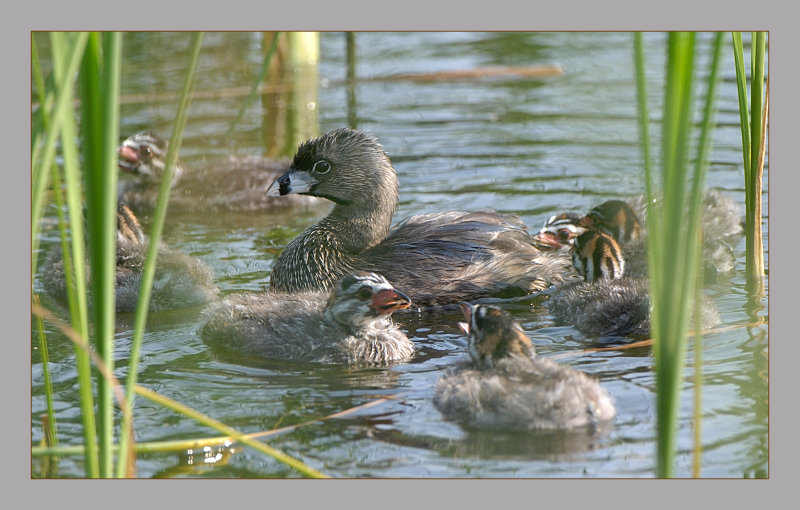 Pied-Billed Grebe