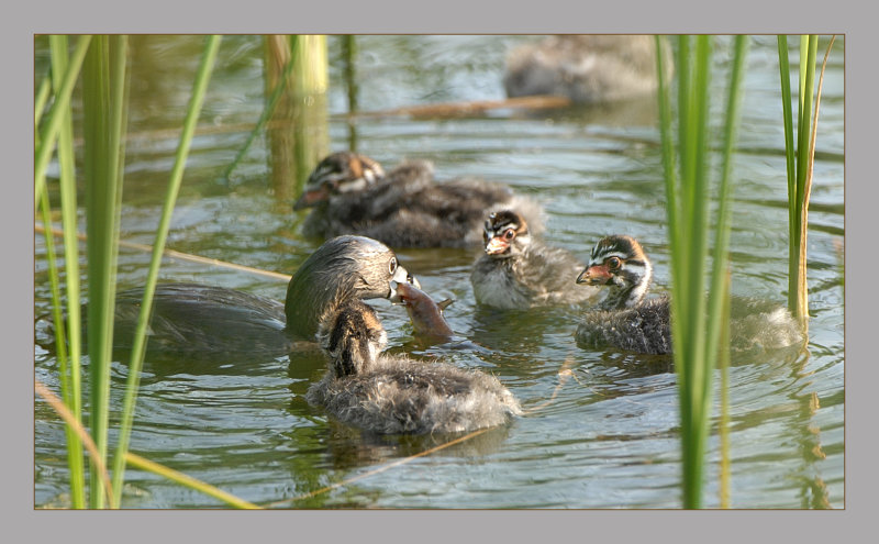 Pied-Billed Grebe