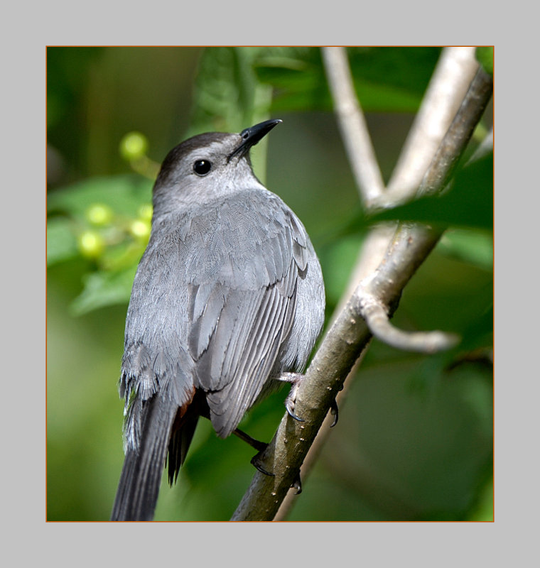 Gray Catbird