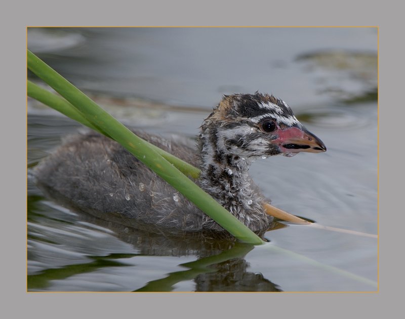 Pied-Billed Grebe juvenile