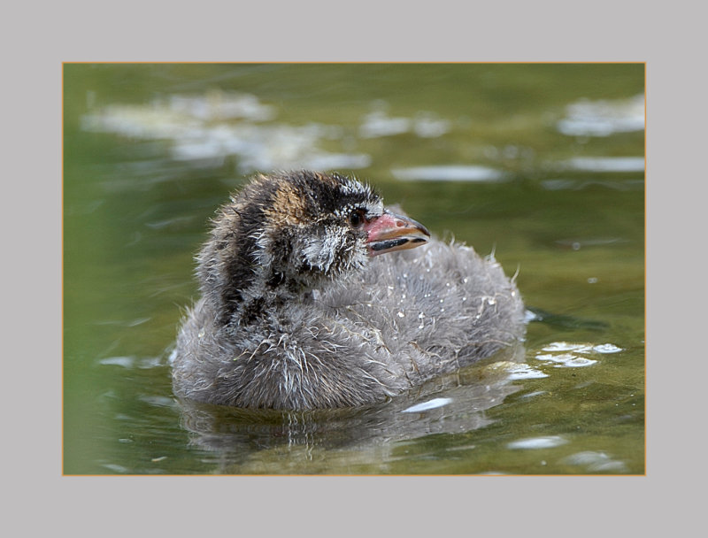 Pied-Billed Grebe juvenile