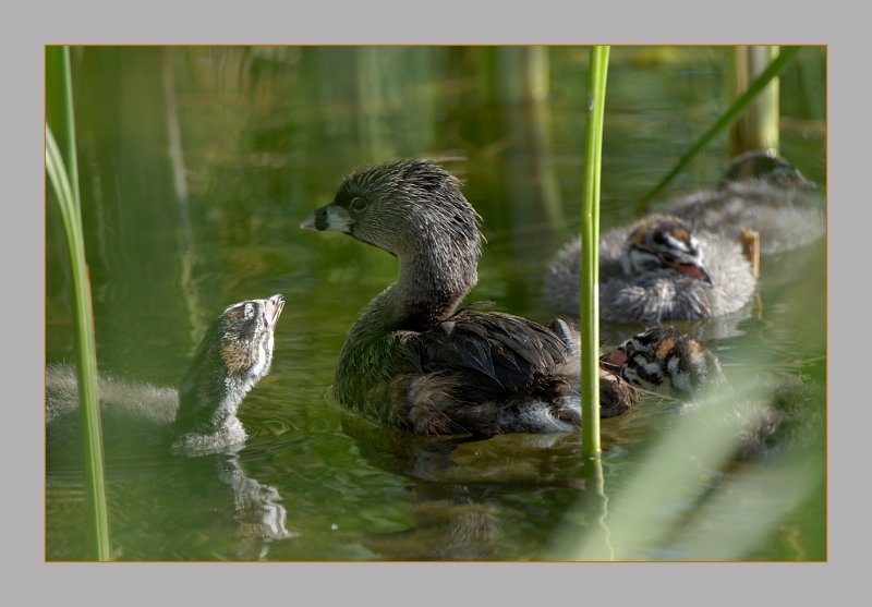Pied-Billed Grebe