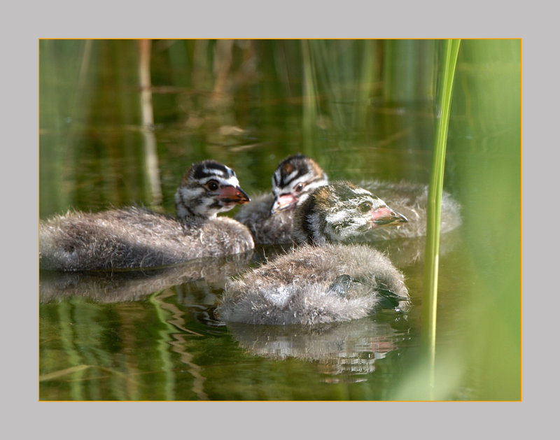 Pied-Billed Grebe