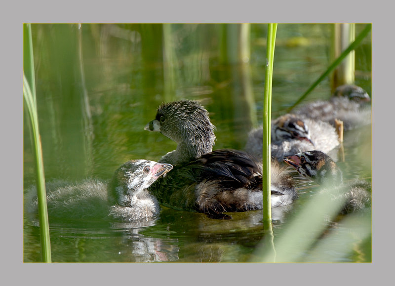 Pied-Billed Grebe