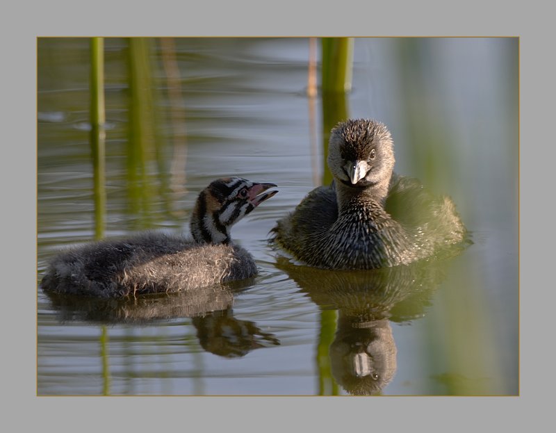 Pied-Billed Grebe