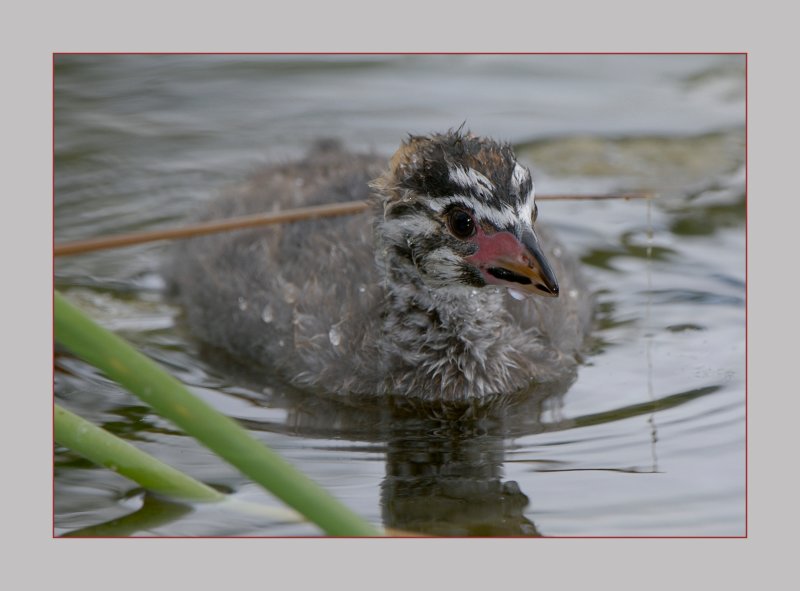 Pied-Billed Grebe