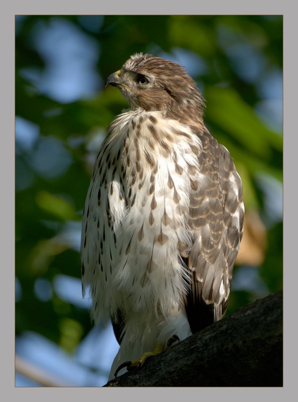 Coopers Hawk