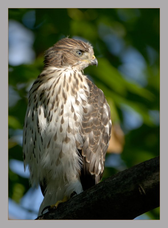 Coopers Hawk
