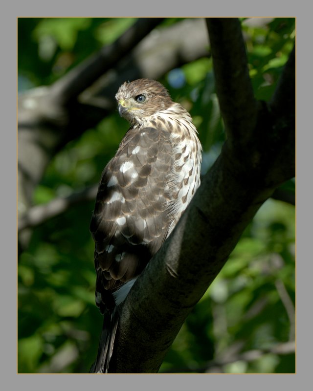 Coopers Hawk