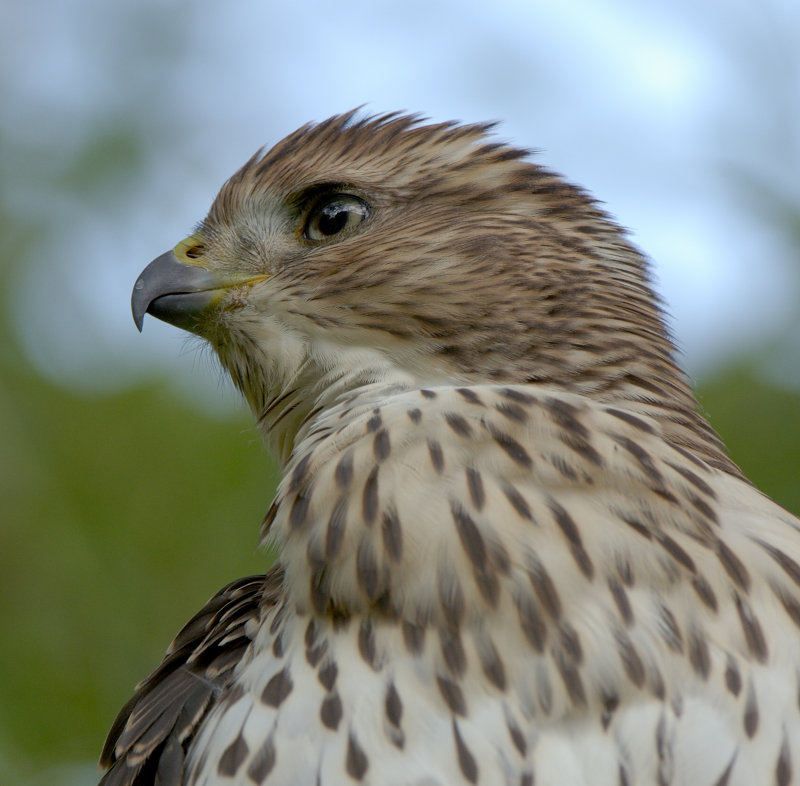 Coppers Hawk