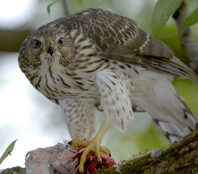 Coppers Hawk
