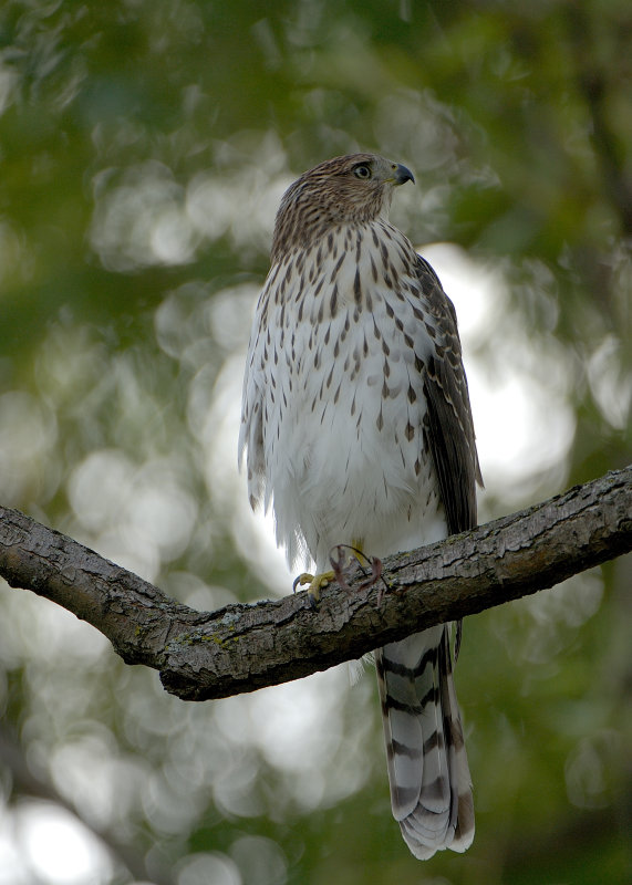 Coppers Hawk
