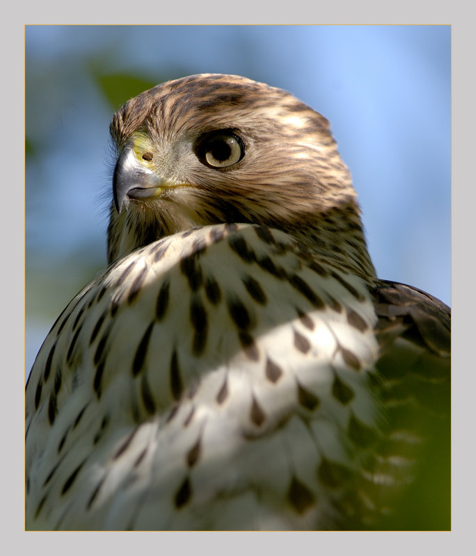 Coppers Hawk