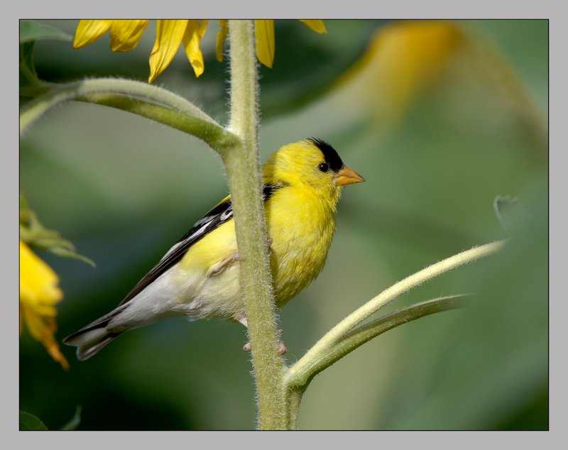 American Goldfinch