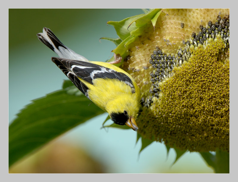 American Goldfinch