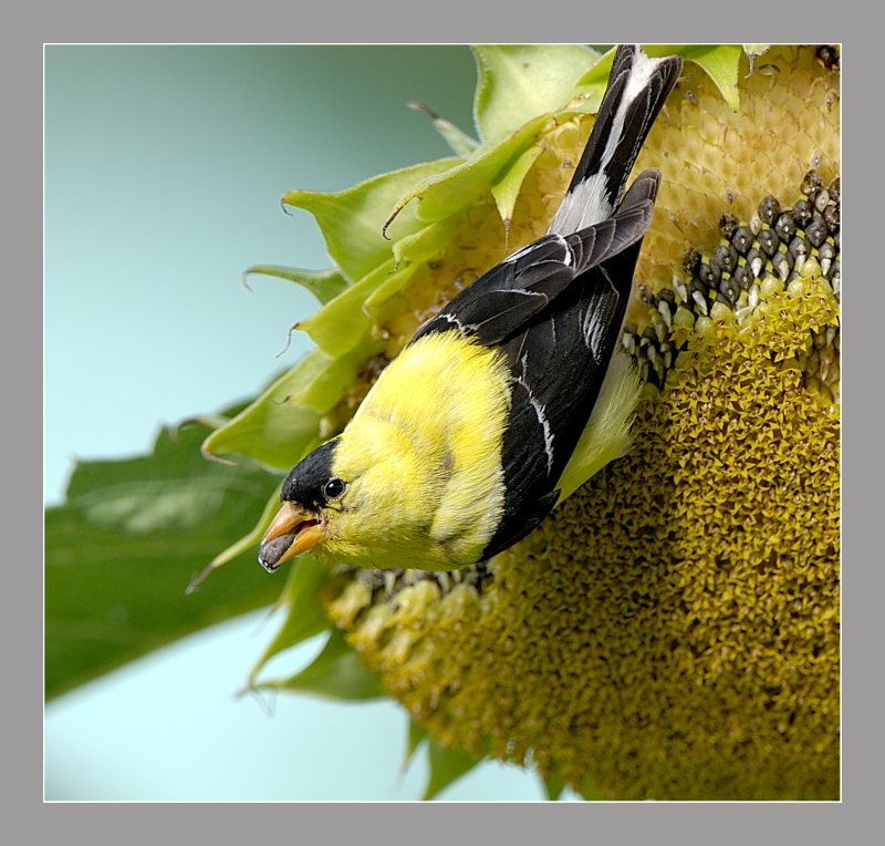 American Goldfinch