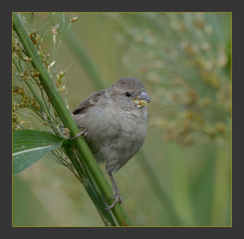 Sparrow