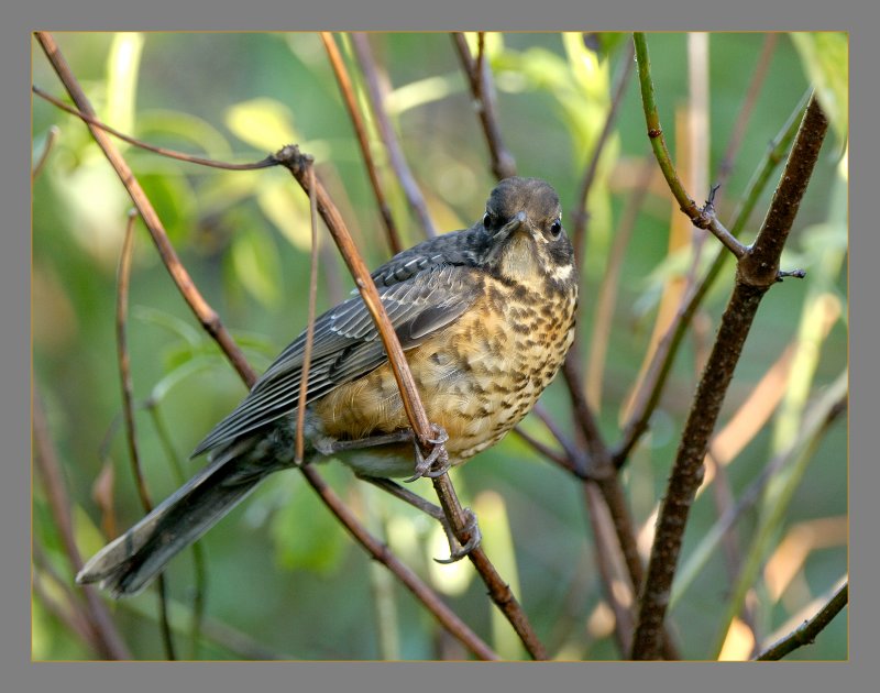 American Robin