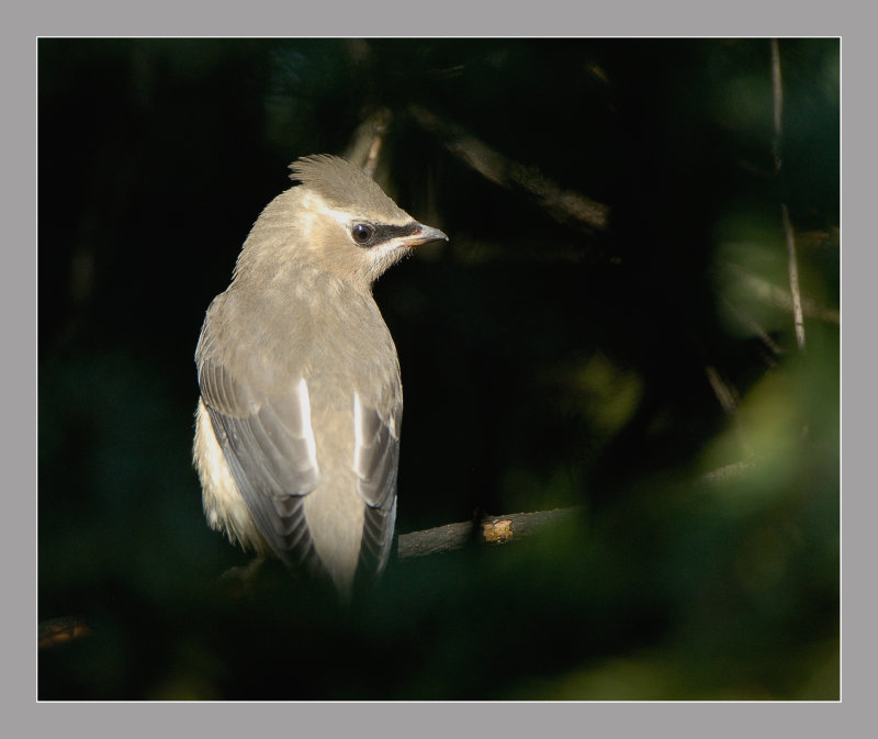 Cedar Waxwing