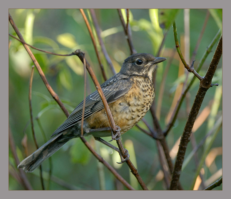 American Robin