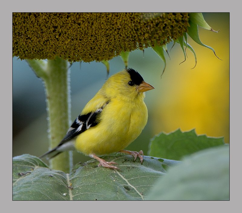 American Goldfinch
