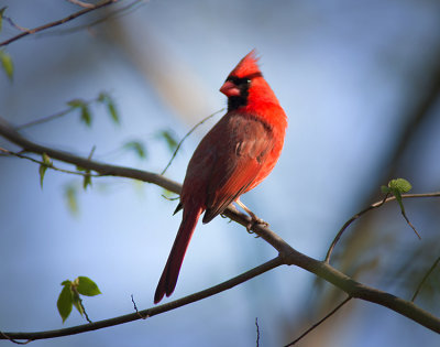 Northern Cardinal