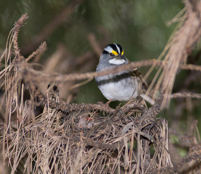 White throated Sparrow