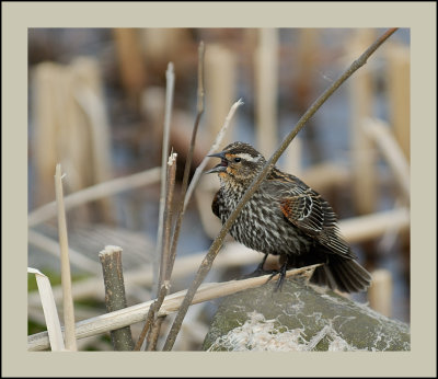 Red -Winged Blackbird female