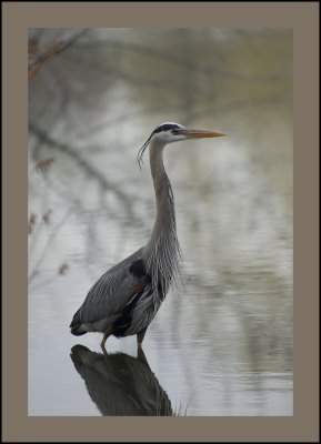 Great Blue Heron