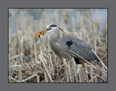 Great Blue Heron