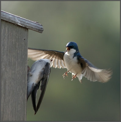 Tree Swallow