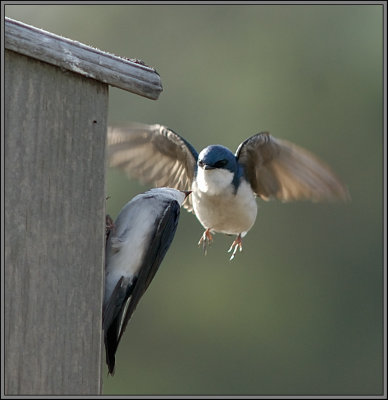 Tree Swallow