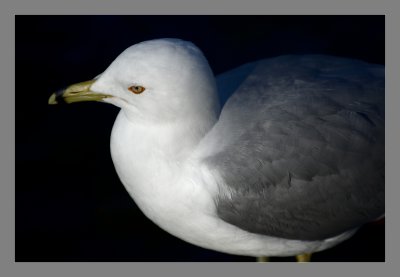 Ring-Billed Gull