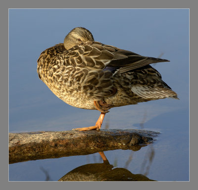 Mallard female