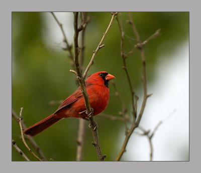 Northern Cardinal male