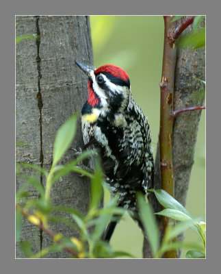 Yellow Bellied Sapsucker