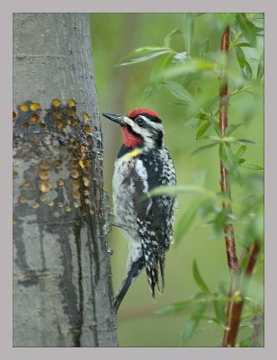 Yellow-Bellied Sapsucker