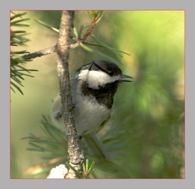 Black-Capped Chickadee
