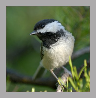 Black-Capped Chickadee
