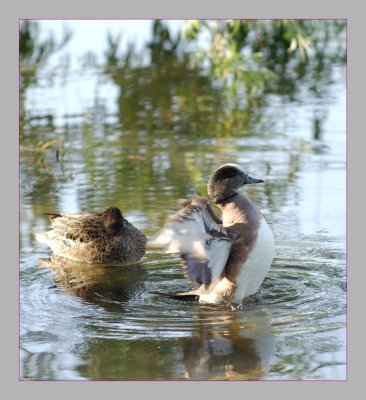 American Wigeon