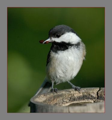 Black-capped Chickadee