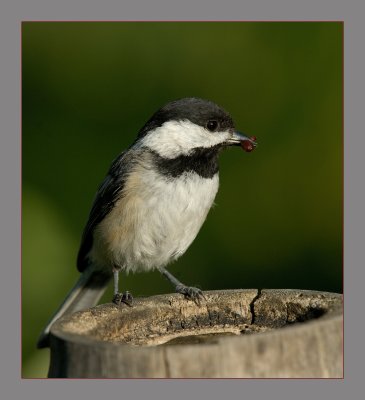 Black-capped Chickadee