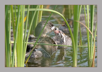 Pied-Billed Grebe