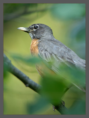 American Robin
