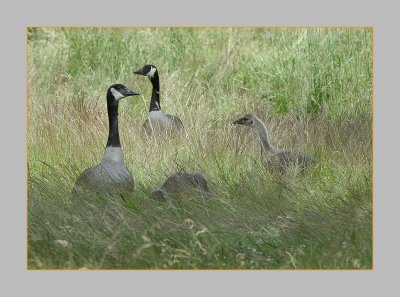 Canada Geese