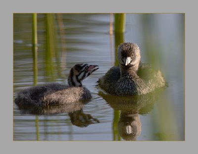Pied-Billed Grebe