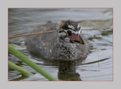 Pied-Billed Grebe