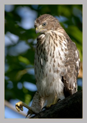 Cooper's Hawk