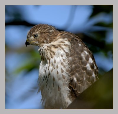 Cooper's Hawk