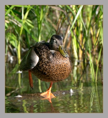 Mallard female